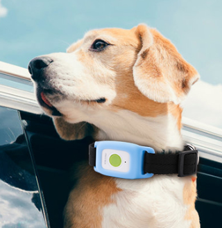 tracker gps chien